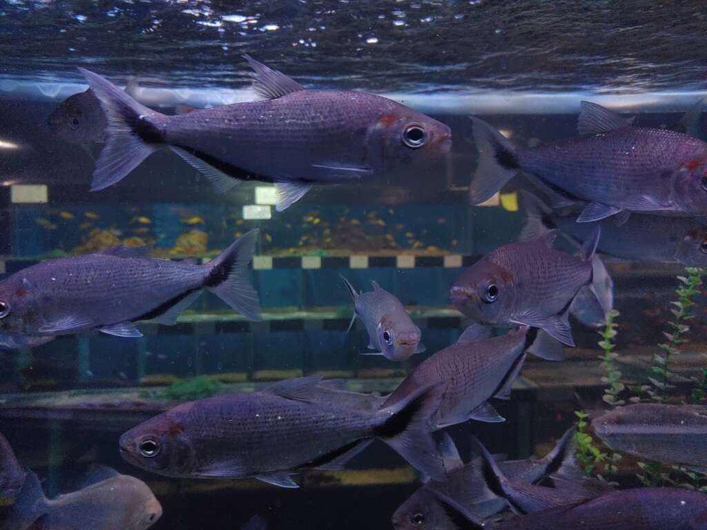 Brycon Tetra *XL* (Brycon melanopterus)