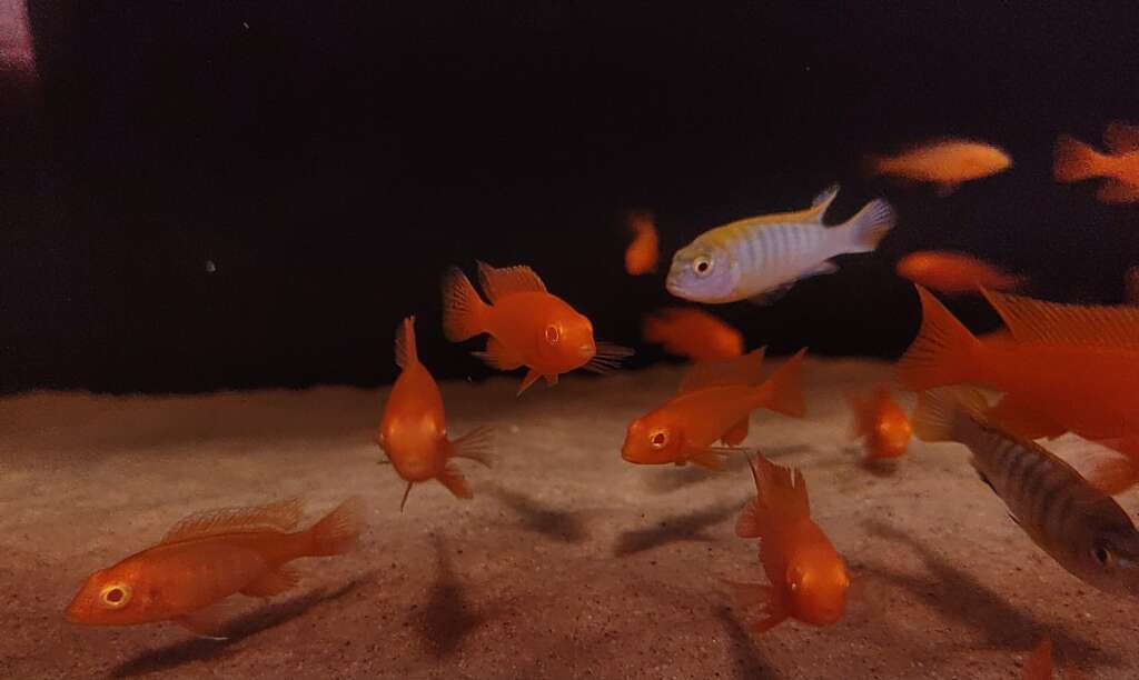 Albino Dragon Blood cichlid (Alunacara sp.)