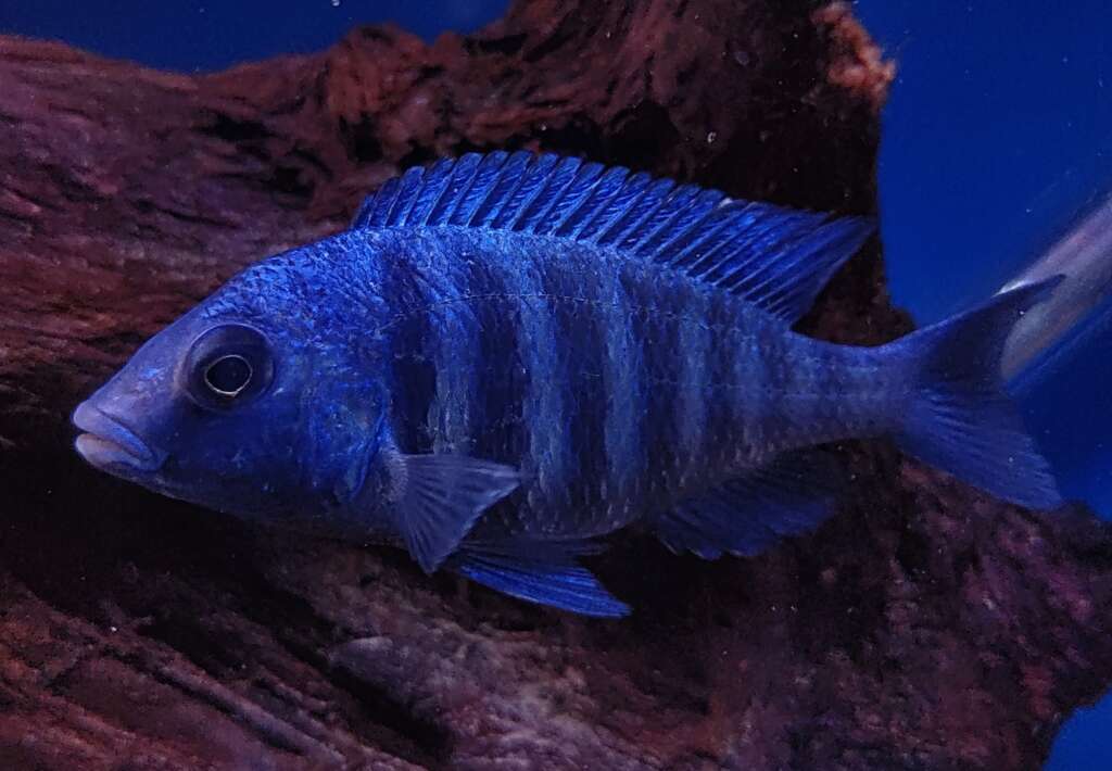 Star Sapphire Hap Male (Placidochromis phenochilus)