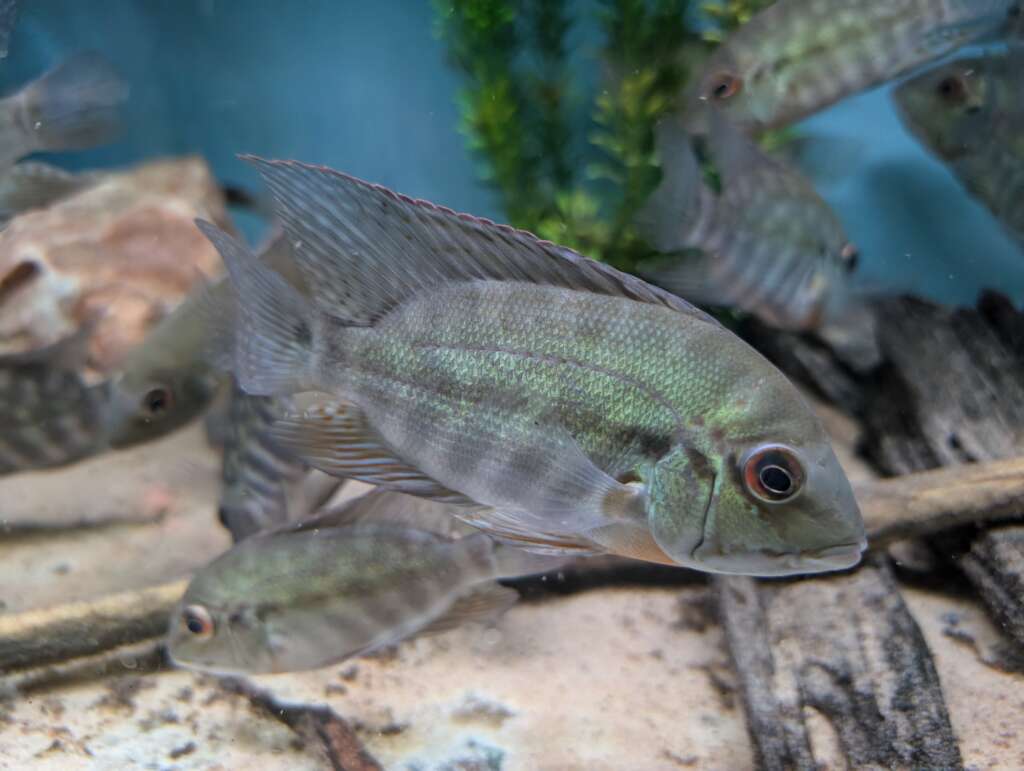 Parrot cichlid WILD medium size