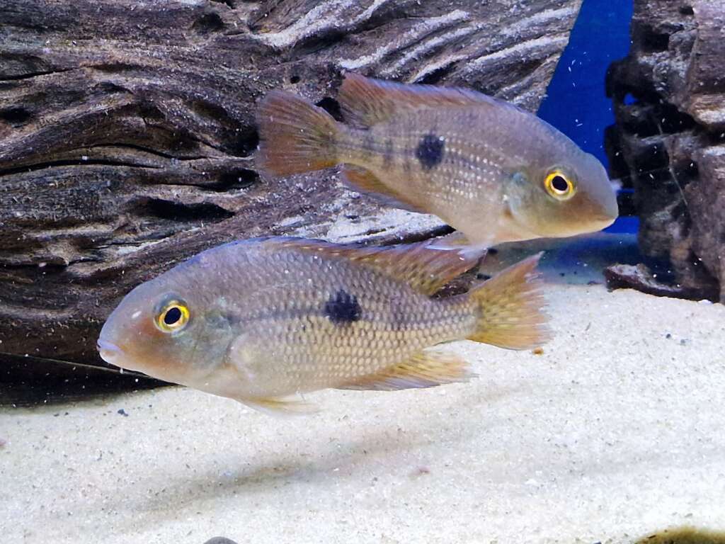 Nicaraguan cichlid