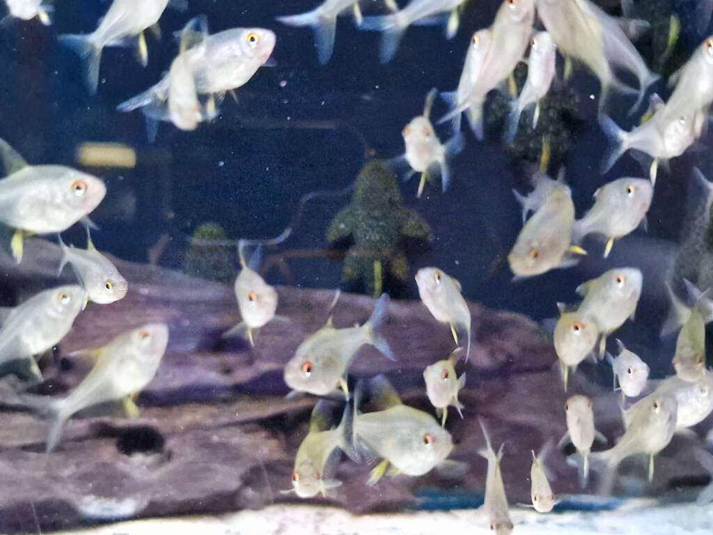 Lemon Tetra (captive bred)