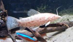 Albino Hoplosternum