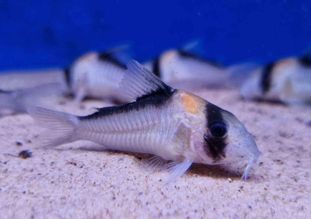 Corydoras duplicareus CB x5 fish