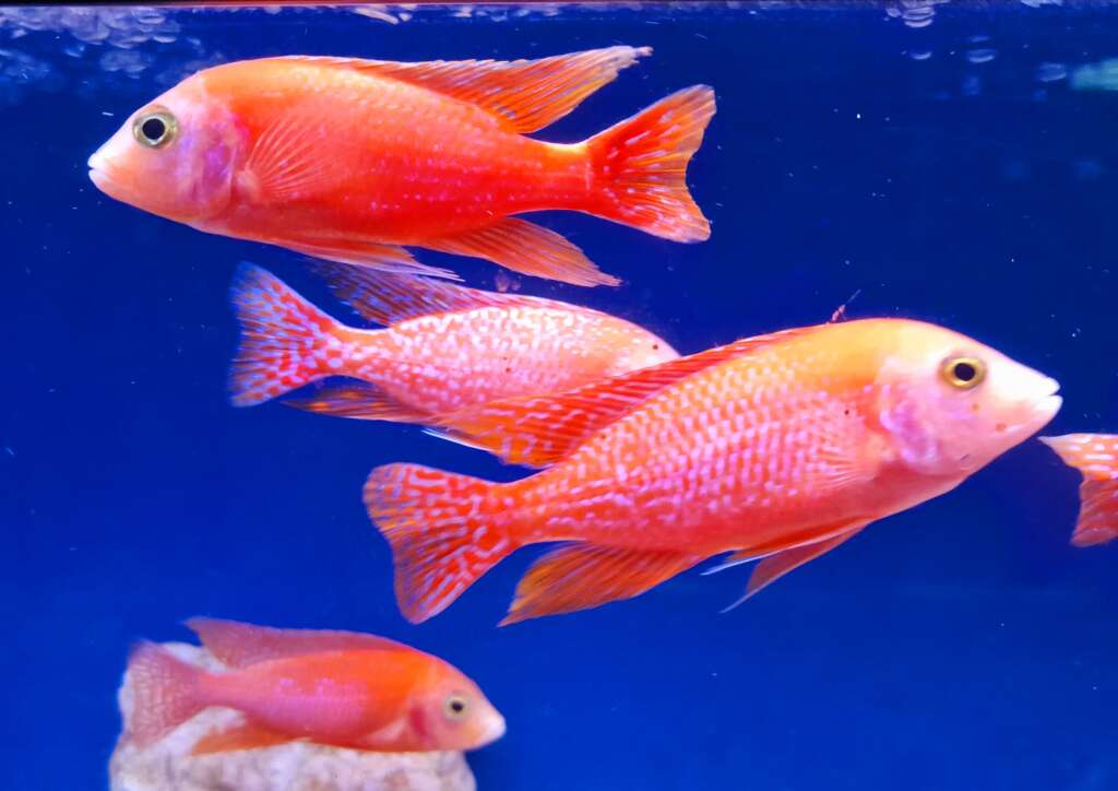 Dragon Blood cichlid (Alunacara sp.)