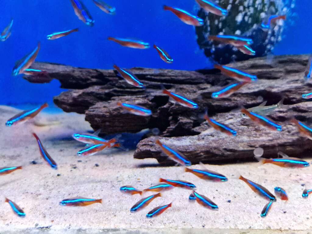 6X Cardinal Tetra (Paracheirodon axelrodi) WILD CAUGHT