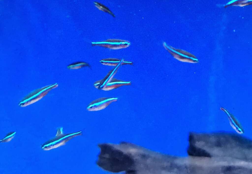 Green Neon Tetra (Simulans) x6 FISH