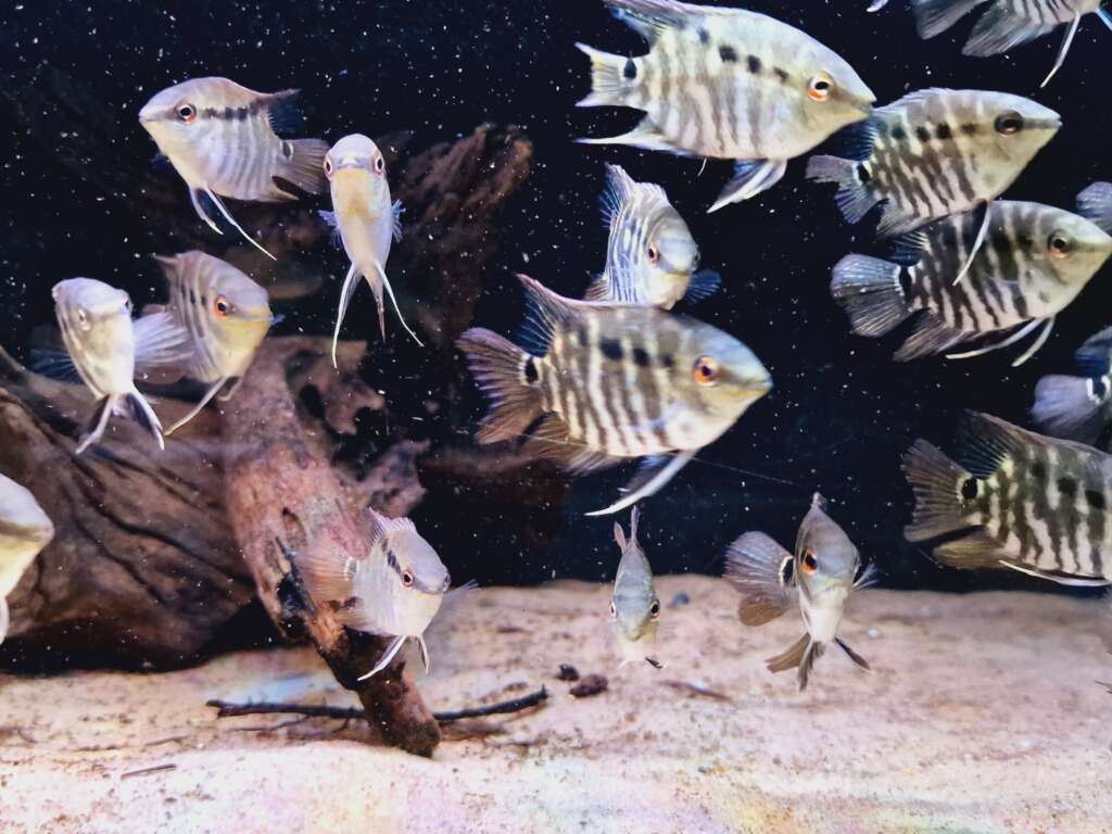 Flag cichlid (Wild caught)