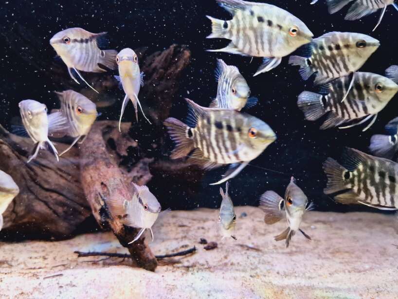 20221119_161653 Flag cichlid (Wild caught)