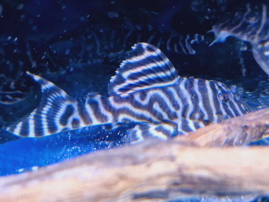 L333Pleco (Hypancistrus sp.) Wild Pair Black and White