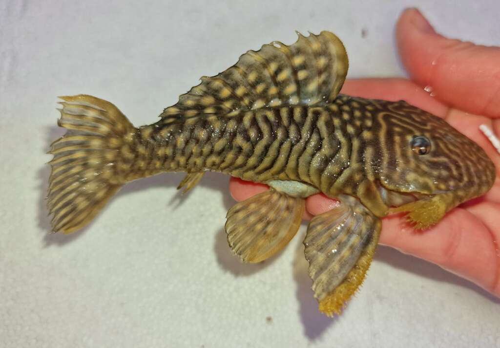 Parancistrus sp Araguaia