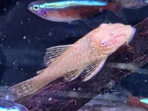 Common Ancistrus ALBINO (small)