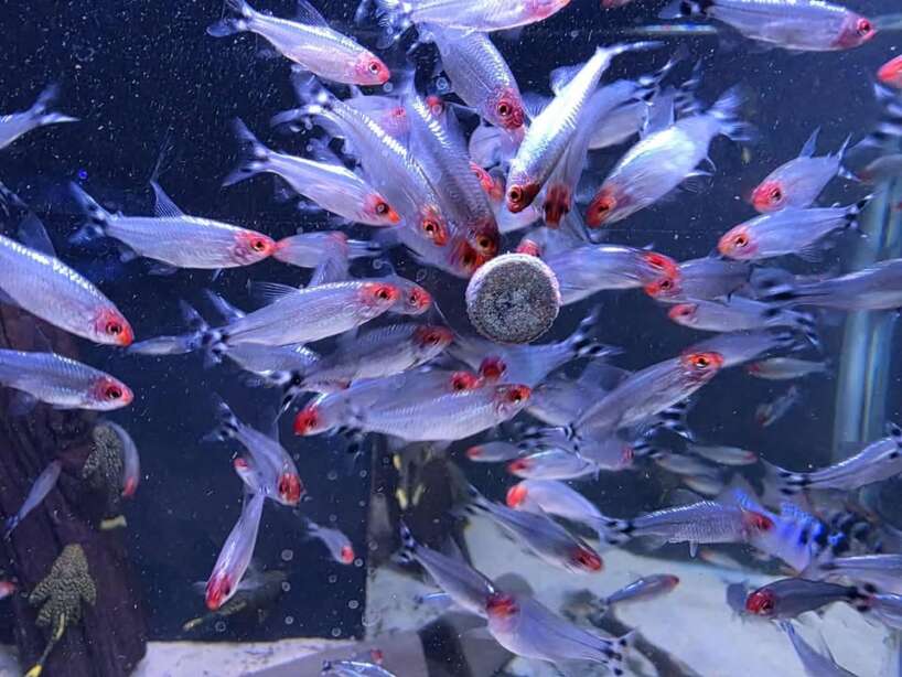 553904491_966879655637997_5233049025838679611_n Diamond Rummynose Tetra x6