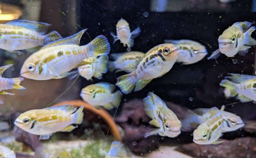 Laetacara araguaiae PAIR WILD