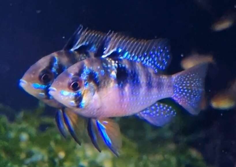 German Blue Rams PAIR – Pier Aquatics