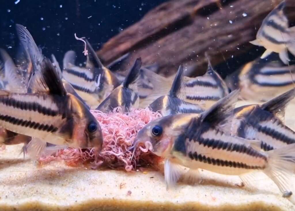 CW127 Corydoras