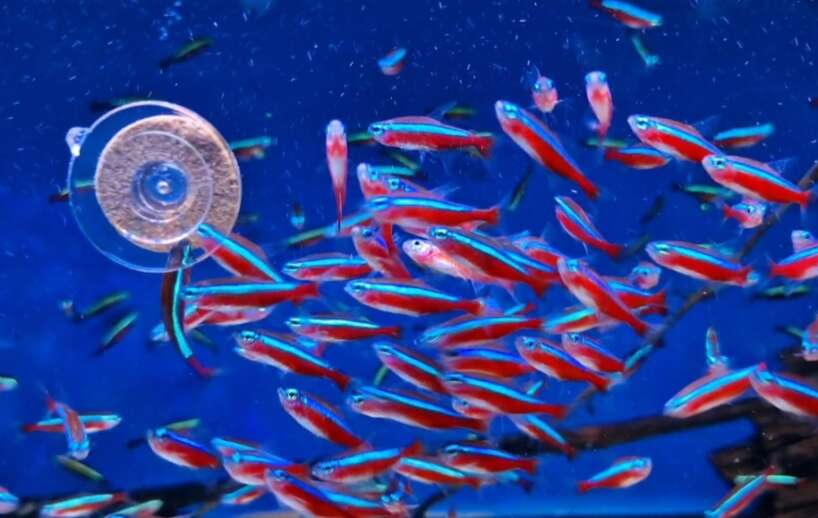 Screenshot_20230111-115305_Gallery XL wild cardinal tetra x6 FISH