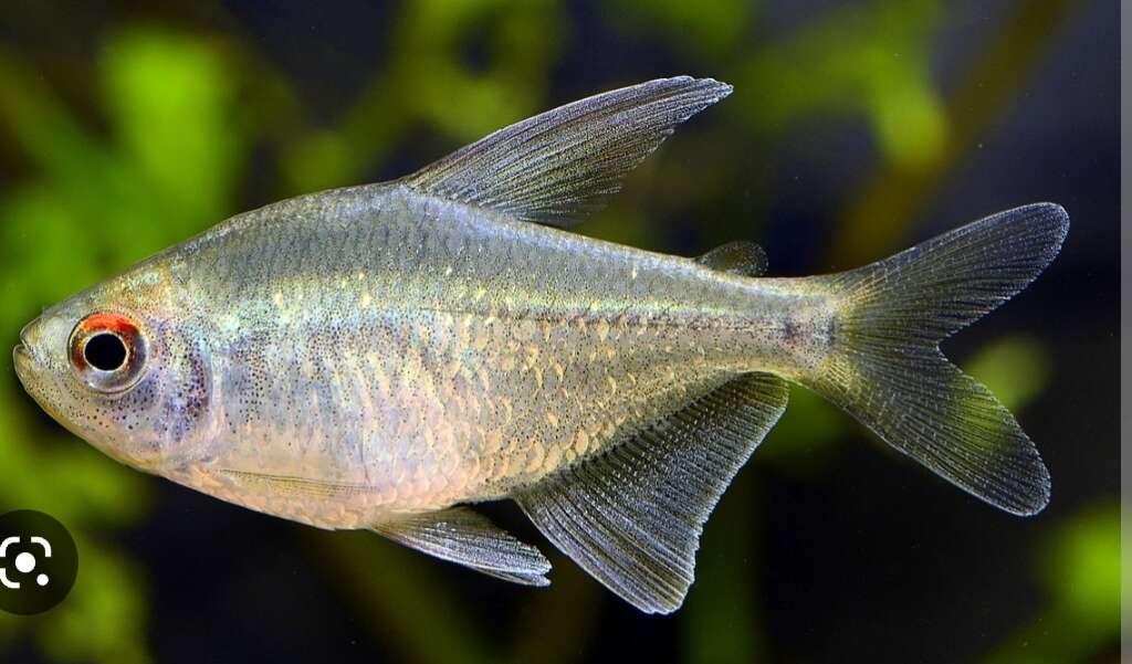 Diamond Tetra x6 fish