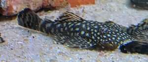 Common Ancistrus (small)