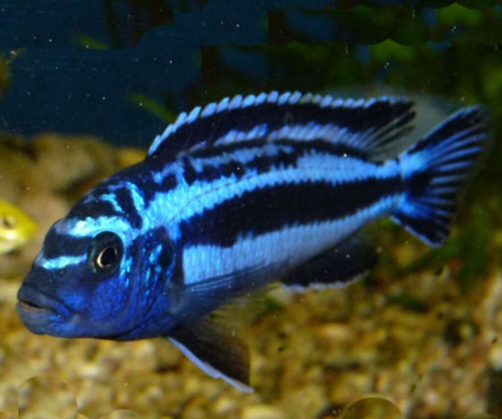 Pseudotropheus johanni