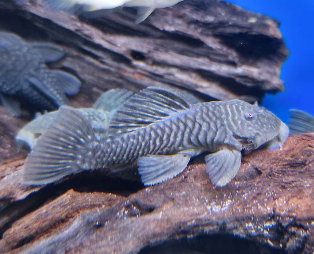 Parancistrus Aurantiacus