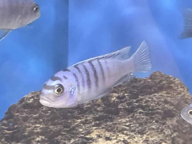 Cynotilapia afra