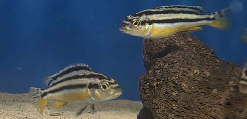 Melanochromis auratus