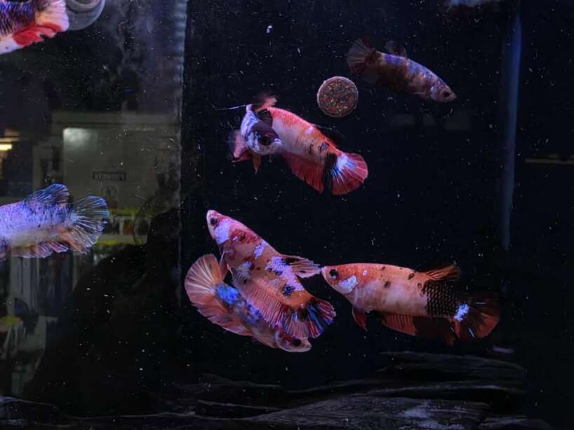 Halfmoon Candy Female Betta x4
