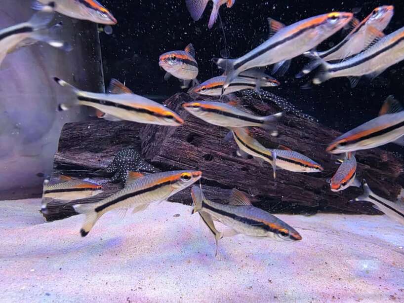 552806604_1267007745199703_7843844511656944452_n A grade Torpedo Barbs X4 FISH!!!