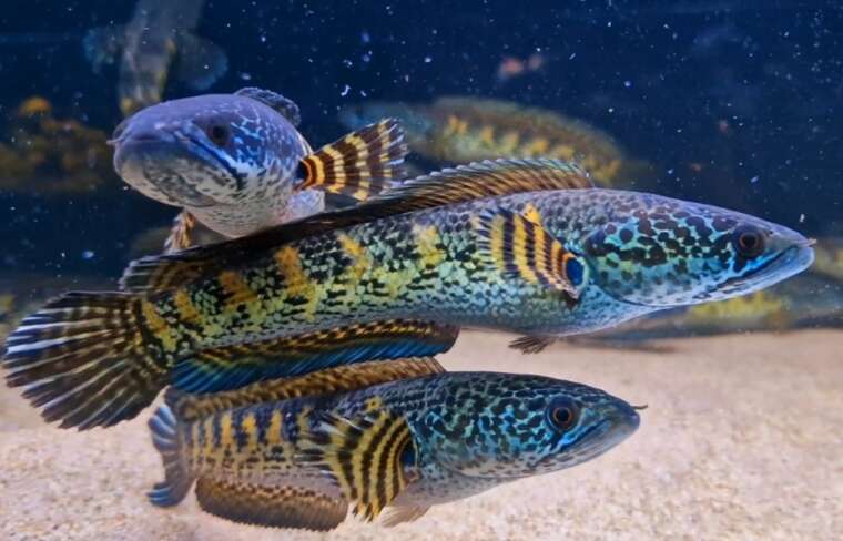 Labyrinth fish/ Anabantids – Pier Aquatics