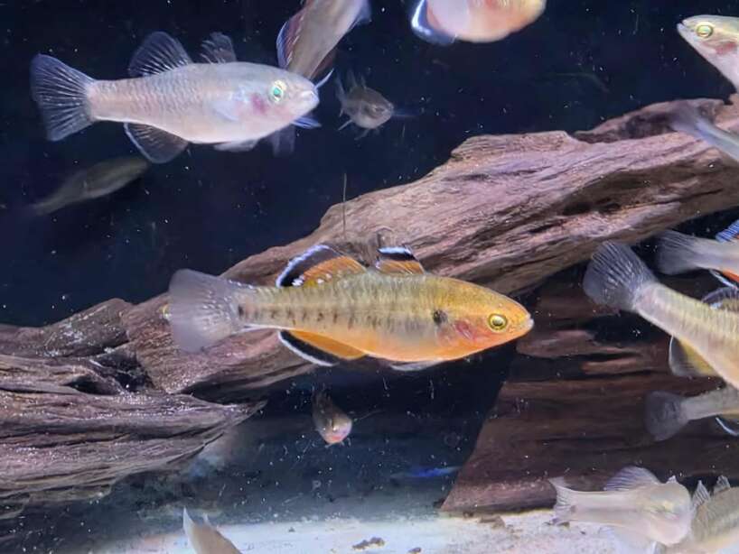 562483925_1162496659276142_9195229540491078009_n Empire Gudgeon PAIR