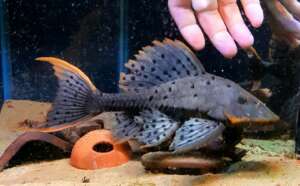 L95 Orange cheek pinecone plec