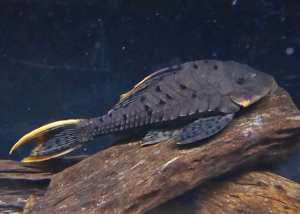 L95 Orange cheek pinecone plec - Image 4