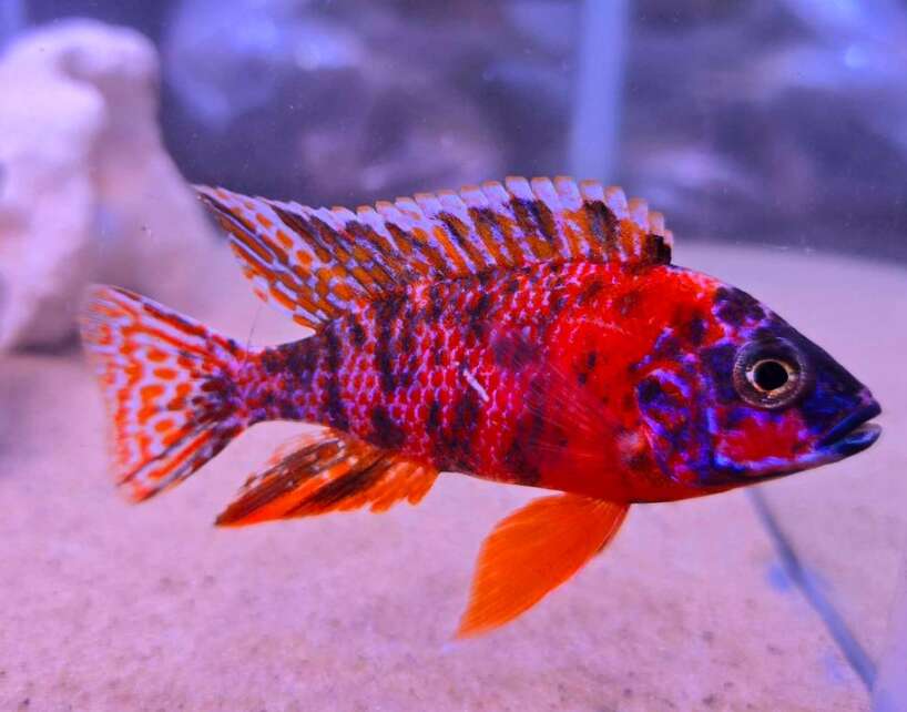 dragonbloodobx3 Super red OB Peacock. (A GRADE)