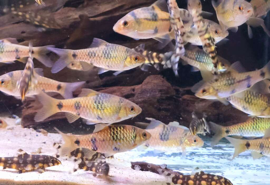 Clown Barb
