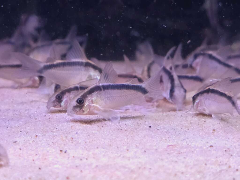 Skunk Cory