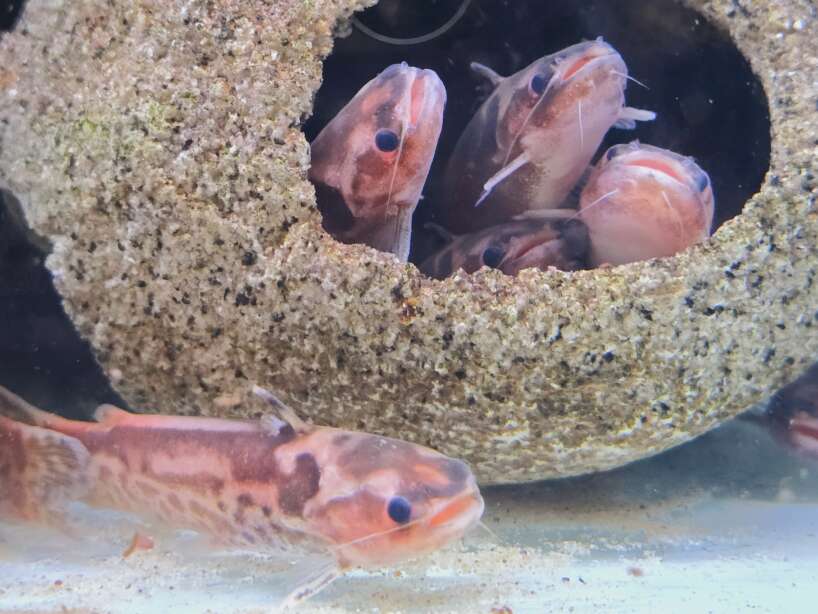 Tatia gyrina x4 fish