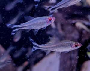 Flagtail rummynose tetra X4 FISH