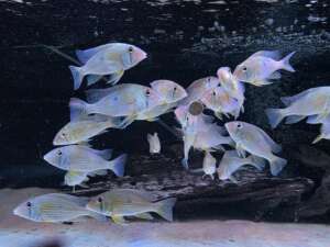 Geophagus Taenioparius RARE WILD CAUGHT