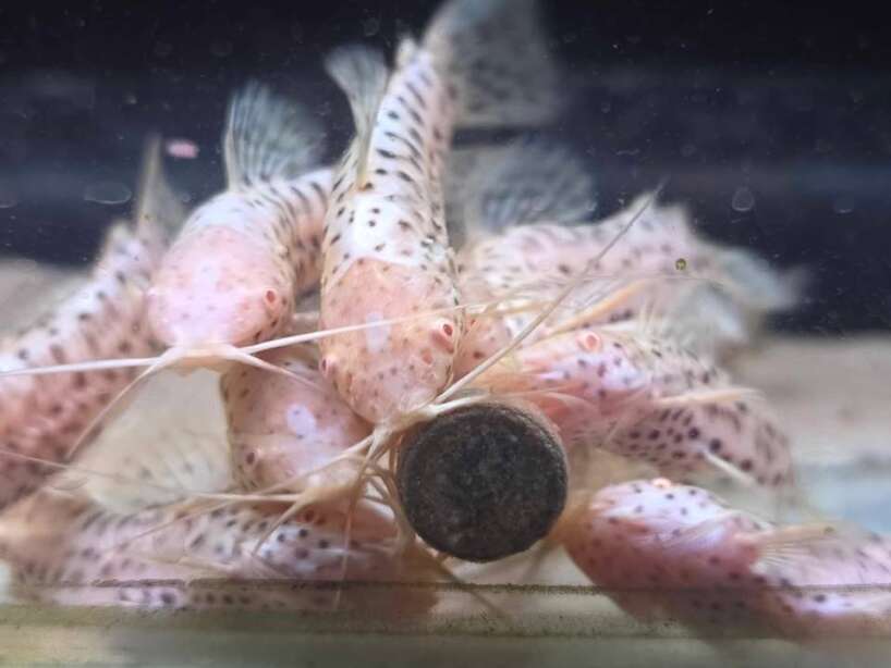 552253430_1315224900107023_8712229035486299262_n X3 Albino Hoplo Catfish (Megalechis thoracata)