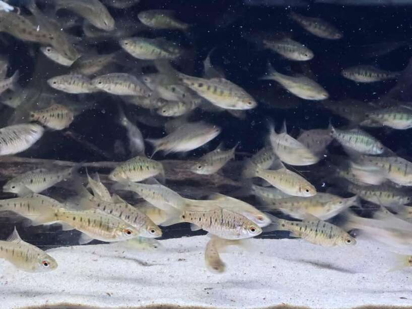 552558583_1915738005654946_3169275544606123866_n Wild Type Gold barb (Barbodes semifasciolatus)