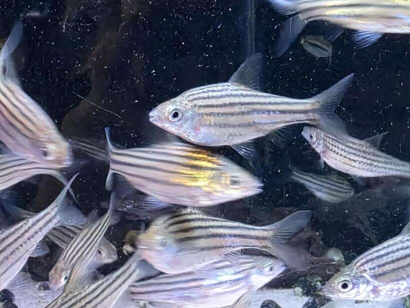 552691005_1320831259499723_5494652272424597034_n Lined Barb (Desmopuntius johorensis)