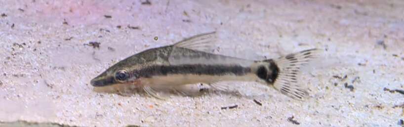 552771130_1291124888986817_995495321730121049_n (1) X4 Otocinclus