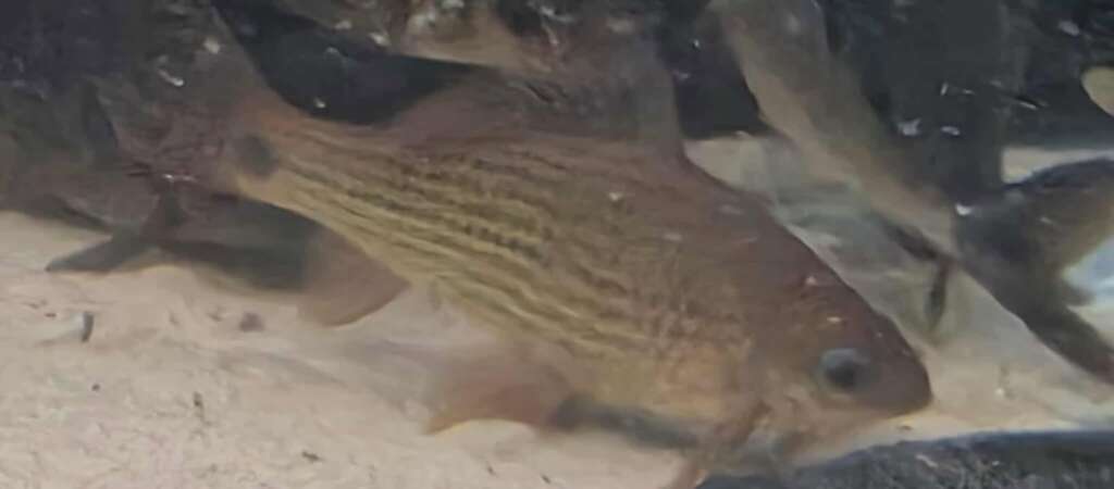 Osteochilus Barb