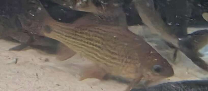 552930583_752658834490108_5525522774243732512_n Osteochilus Barb