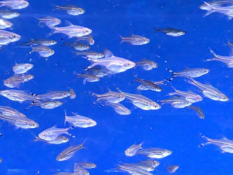 553546577_1079275434281127_5504366880901146137_n X5 Scissortail Rasbora