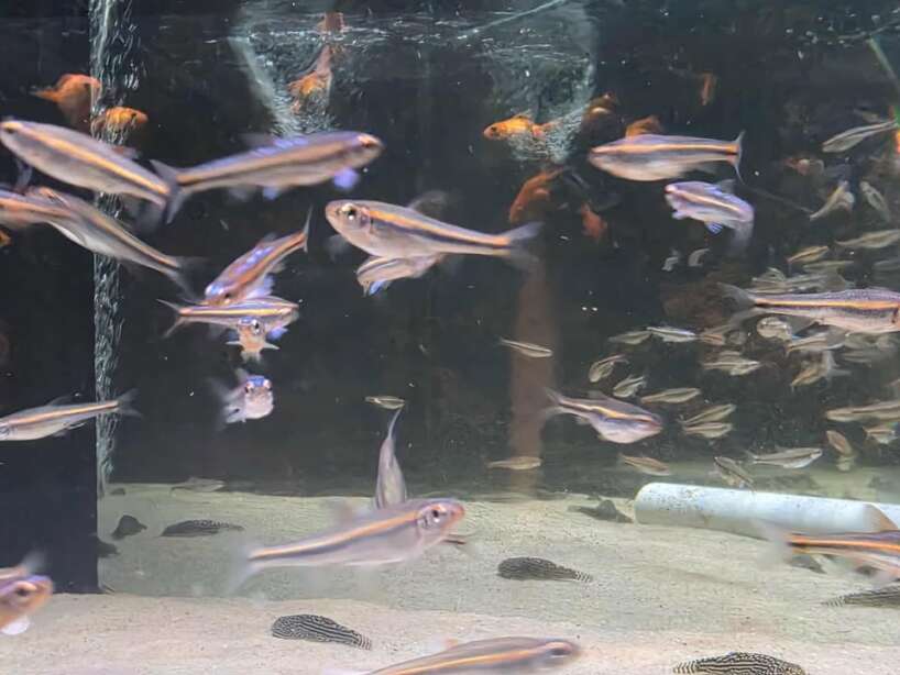553619384_1358328269341115_9126541970736323521_n Rainbow Shiner (Nitropsis) PAIR