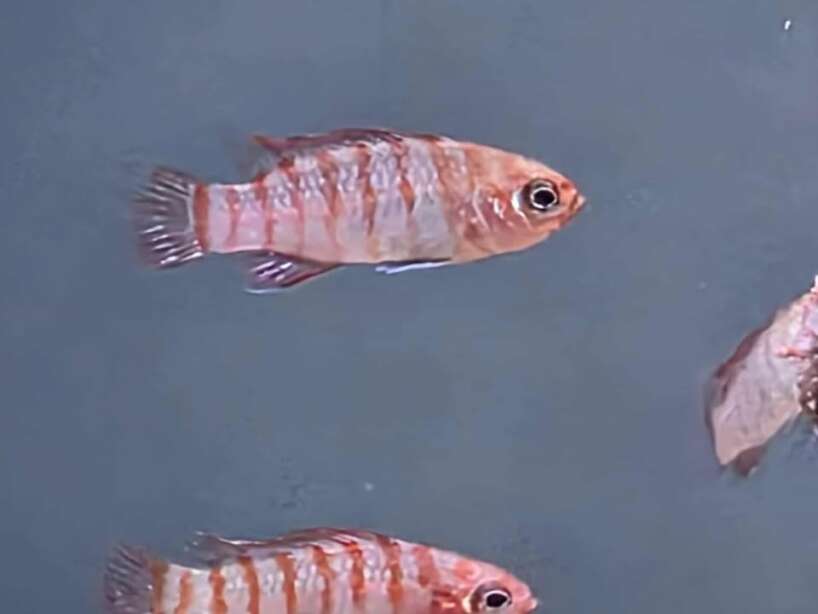 553645670_1125717003017841_7041552706999064806_n Scarlet Badis PAIR