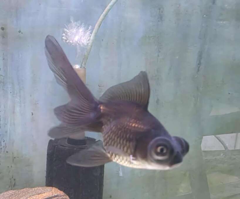 553973360_1819355288953646_6756738364302155202_n X4 Black Moor gold fish