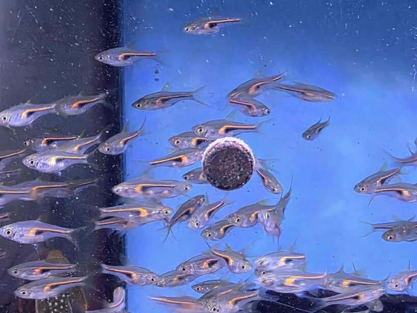 554002119_1133344031696291_6974987397189653872_n Henglei Rasbora